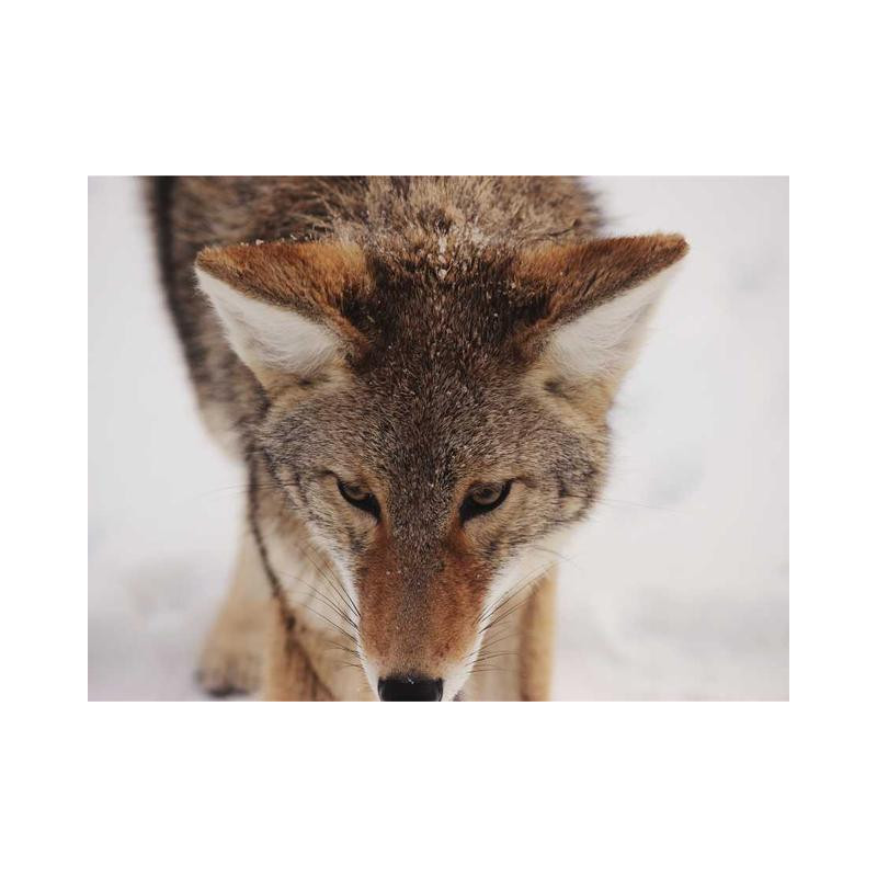 Ergonomic Bronze Plate fr-FR